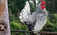 Pengobatan Ayam Batik: Cara Mengatasi Penyakit pada Ayam