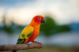 Burung Beo