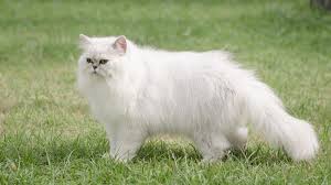 Pengobatan Kucing Persia