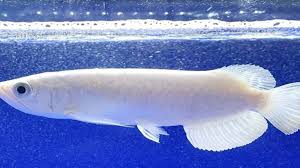 Ikan Arwana Platinum