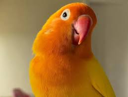 Lovebird