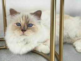 Kucing Choupette