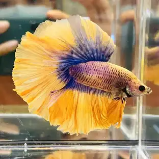 Pengobatan Ikan Cupang