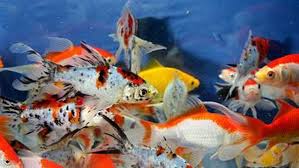 Pengobatan Ikan Hias Komet