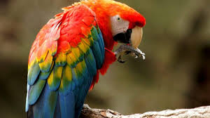 Pengobatan Burung Scarlet Macaw