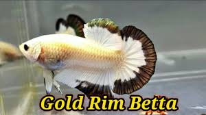 Ikan Cupang Gold Rim