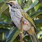 Pengobatan Cucak Rowo