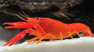 Pengobatan Udang Lobster Hias