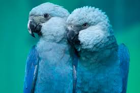 Pengobatan Burung Beo Macaw