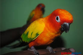Panduan Pengobatan Lovebird