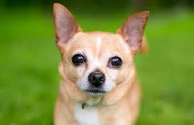 Anjing Chihuahua