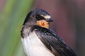 Pengobatan Burung Walet