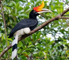 Pengobatan Burung Rangkong