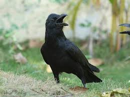 Burung Gagak