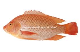 Pengobatan Ikan Nila