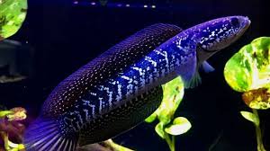 Pengobatan Ikan Channa