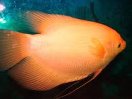 Pengobatan Ikan Gurame Hias