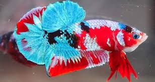 Ikan Cupang