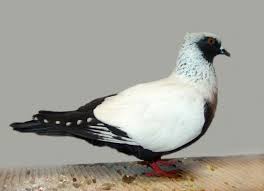 Panduan Pengobatan Burung Merpati