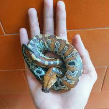 Panduan Pengobatan Ular Blood Python Baby (Dipong): Rawat Sejak Dini dengan Tepat