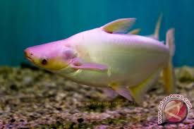 Pengobatan Ikan Patin Albino