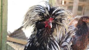 Panduan Lengkap Pengobatan Ayam Poland