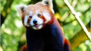 Pengobatan Panda Merah