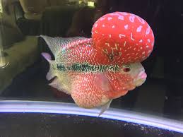 Pengobatan Ikan Louhan