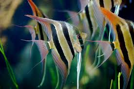 Pengobatan Manfish