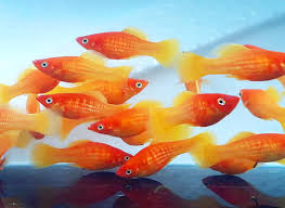 Pengobatan Ikan Platy