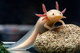 Pengobatan Axolotl