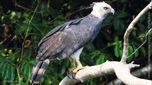 Pengobatan Harpy Eagle