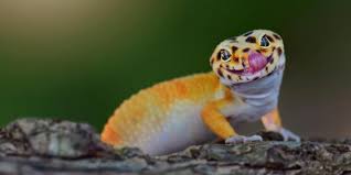 Pengobatan Gecko