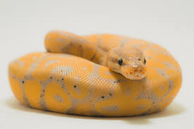 Pengobatan Ular Python Hias