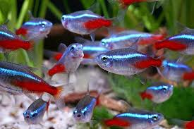 Panduan Lengkap Pengobatan Neon Tetra