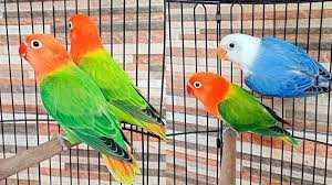 Burung Lovebird