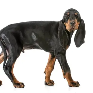 Pengobatan Black and Tan Coonhound