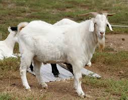 Pengobatan Kambing Etawa