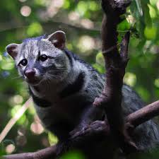 Pengobatan Luwak