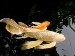 Pengobatan Ikan Koi Hias