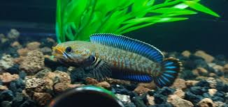 Pengobatan Ikan Chana