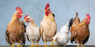 Pengobatan Ayam
