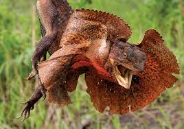 Pengobatan Chlamydosaurus kingii