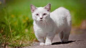 Pengobatan Kucing Mini