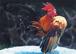 Pengobatan Ayam Serama
