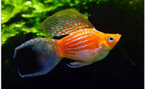 Pengobatan Ikan Hias Molly