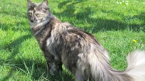Panduan Pengobatan Kucing Turki