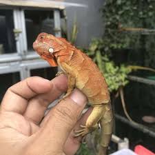 Panduan Pengobatan Iguana Kecil