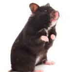 Pengobatan Hamster Hitam