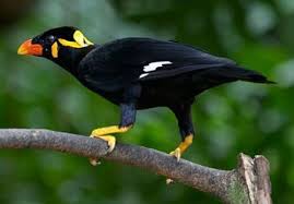 Panduan Lengkap Pengobatan Burung Beo
